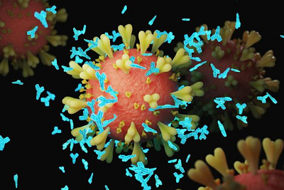 Os cientistas identificaram anticorpos que podem neutralizar a OMICRON e outras variantes SARS-COV-2